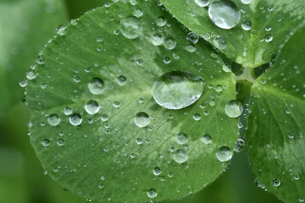 Hermosas Gotas Lluvia Sobre Hojas Verdes Trébol Imagen Primer Plano — Foto de Stock