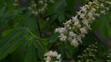 Yağmurda yeşil yaprakların bir arka plan üzerinde kestane yakın çekim blooming. Bahar arka planı. Yaz geçmişi. 4k