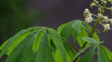 Yağmurda yeşil yaprakların bir arka plan üzerinde kestane yakın çekim blooming. Bahar arka planı. Yaz geçmişi. 4k