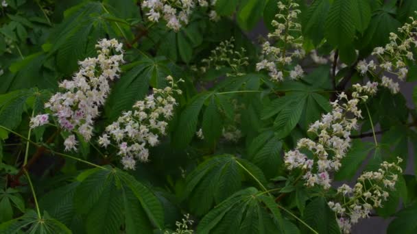 Blommande Kastanj Närbild Bakgrund Grönt Lövverk Regnet Fjäder Bakgrund Sommar — Stockvideo