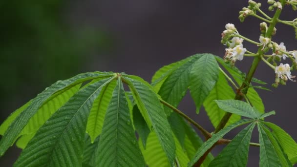 Kwitnące Kasztanowe Zbliżenie Tle Zielonych Liści Deszczu Tło Sprężynowe Letnie — Wideo stockowe