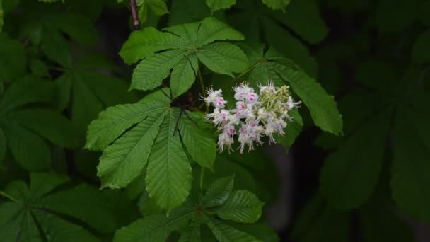 Blommande Kastanj Närbild Bakgrund Grönt Lövverk Regnet Fjäder Bakgrund Sommar — Stockvideo