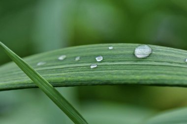 Yeşil yaprakların arka planında güzel yağmur damlaları. Yağmur yakın çekim damla. 