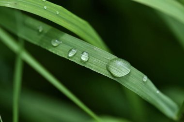 Yeşil yaprakların arka planında güzel yağmur damlaları. Yağmur yakın çekim damla. 