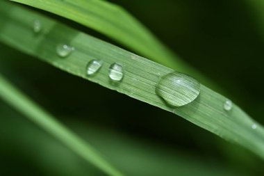 Yeşil yaprakların arka planında güzel yağmur damlaları. Yağmur yakın çekim damla. 