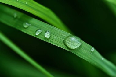Yeşil yaprakların arka planında güzel yağmur damlaları. Yağmur yakın çekim damla. 