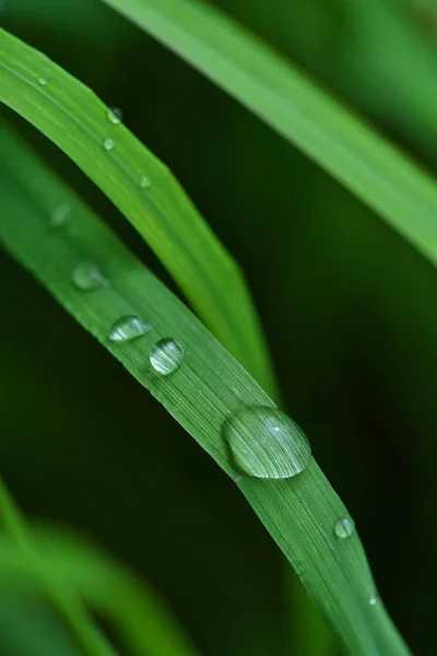 Belle Gocce Pioggia Uno Sfondo Fogliame Verde Gocce Pioggia Primo — Foto Stock