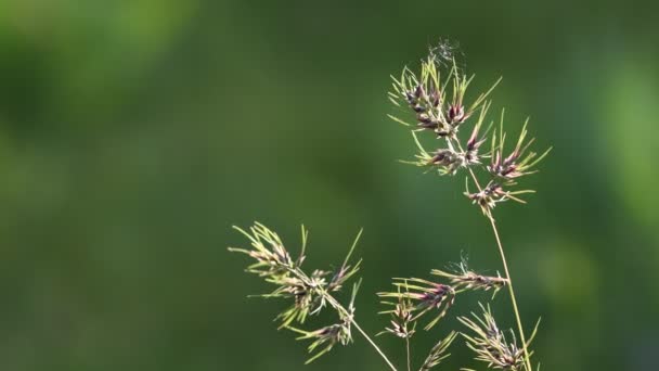 Gras Bloemen Verlicht Door Zonsondergang Wazig Zacht Scherpstellen Natuur Achtergrond — Stockvideo