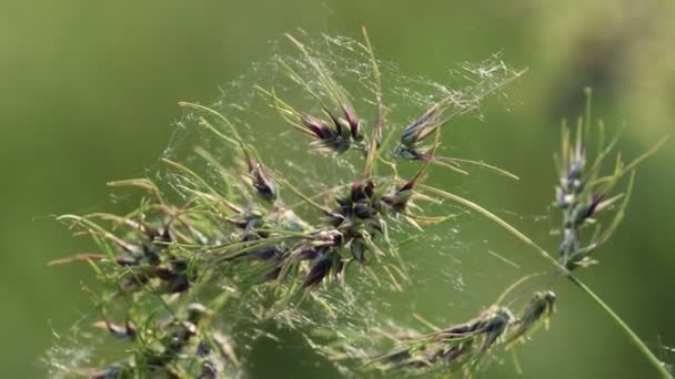 Travnaté Květiny Osvětlené Západem Slunce Rozmazané Měkké Zaostření Přírodní Pozadí — Stock video