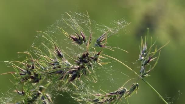 Gras Bloemen Verlicht Door Zonsondergang Wazig Zacht Scherpstellen Natuur Achtergrond — Stockvideo