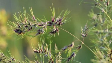 Çimen çiçekleri, gün batımıyla aydınlatılmış. Bulanık yumuşak odak. Doğa arka planı. 4k