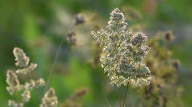 Çimen çiçekleri, gün batımıyla aydınlatılmış. Bulanık yumuşak odak. Doğa arka planı. 4k