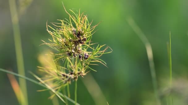 Травяные Цветы Освещенные Закатом Мягкий Фокус Природа — стоковое видео