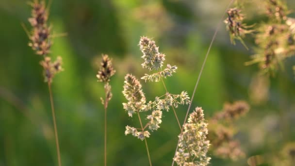 Flores Relva Iluminadas Pelo Pôr Sol Foco Suave Desfocado Fundo — Vídeo de Stock