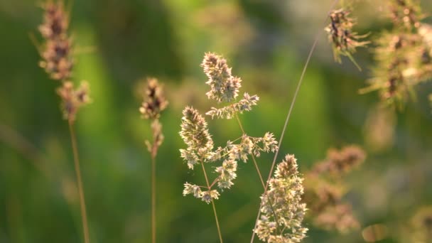 Flores Relva Iluminadas Pelo Pôr Sol Foco Suave Desfocado Fundo — Vídeo de Stock