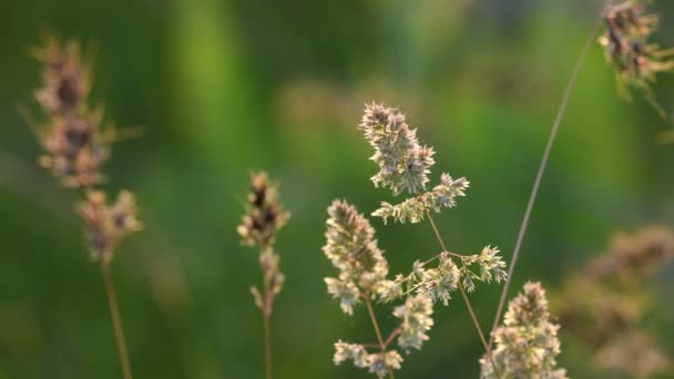 夕焼けで照らされた草の花 ぼやけたソフトフォーカス 自然の背景 — ストック動画