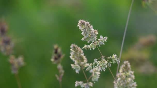 Fleurs d'herbe, illuminées par le coucher du soleil. Concentration floue et douce. Fond naturel. 4K 