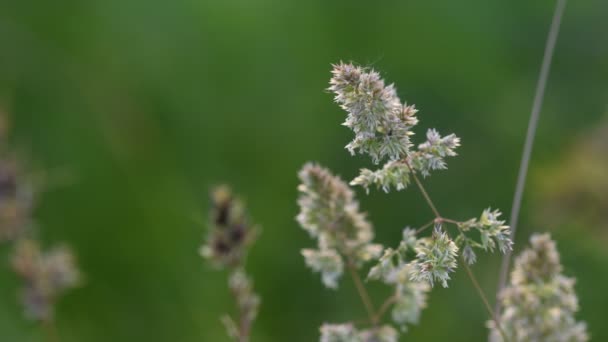 Gras Bloemen Verlicht Door Zonsondergang Wazig Zacht Scherpstellen Natuur Achtergrond — Stockvideo