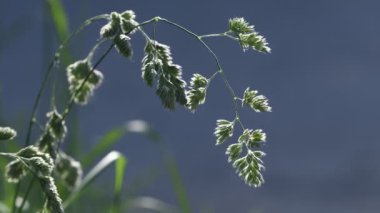 Güzel güneş ışığıyla aydınlatılan yaz çimleri. Close. Güzel bokeh. Doğa arka planı. 4k