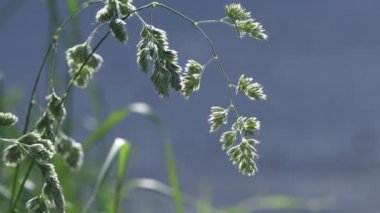 Güzel güneş ışığıyla aydınlatılan yaz çimleri. Close. Güzel bokeh. Doğa arka planı. 4k