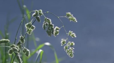 Güzel güneş ışığıyla aydınlatılan yaz çimleri. Close. Güzel bokeh. Doğa arka planı. 4k