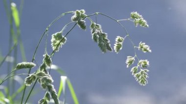Güzel güneş ışığıyla aydınlatılan yaz çimleri. Close. Güzel bokeh. Doğa arka planı. 4k