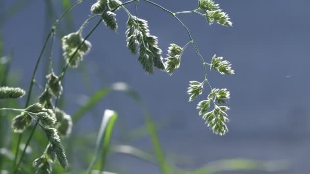 Sommar Gräs Upplyst Vackert Solljus Närbild Vackra Bokeh Natur Bakgrund — Stockvideo