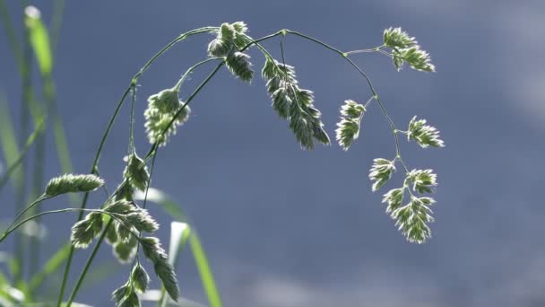 Hierba Verano Iluminada Por Hermosa Luz Del Sol Primer Plano — Vídeos de Stock