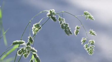 Güzel güneş ışığıyla aydınlatılan yaz çimleri. Close. Güzel bokeh. Doğa arka planı. 4k