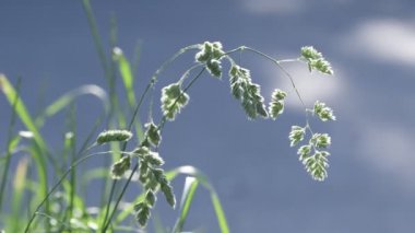 Güzel güneş ışığıyla aydınlatılan yaz çimleri. Close. Güzel bokeh. Doğa arka planı. 4k