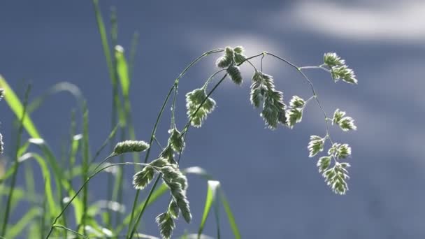 Літня Трава Освітлена Красивим Сонячним Світлом Крупним Планом Прекрасний Боке — стокове відео
