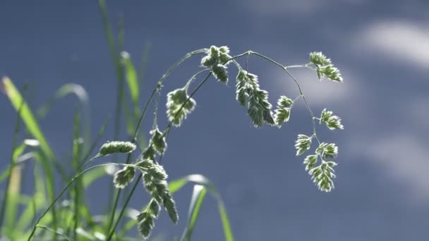Zomer Gras Verlicht Door Prachtig Zonlicht Close Mooie Bokeh Natuur — Stockvideo