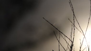 Yaz manzarası. Bahar manzarası. Kuru kanolar akşam güneşinde örümcek ağları ile kaplı. Close. Video görüntüsü 4k.