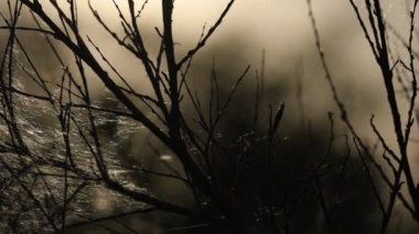 Yaz manzarası. Bahar manzarası. Kuru kanolar akşam güneşinde örümcek ağları ile kaplı. Close. Video görüntüsü 4k.