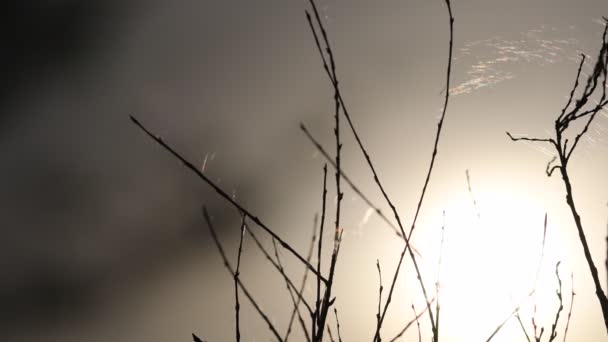 Літній Пейзаж Весняний Пейзаж Сухі Палички Вкриті Павутиною Під Вечірнім — стокове відео