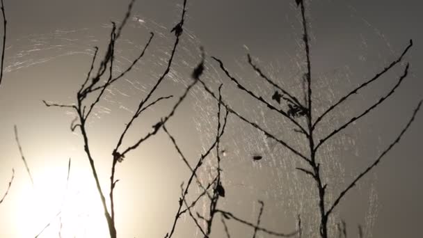 Summer Landscape Spring Landscape Dry Canes Covered Cobwebs Evening Sun — Stock Video