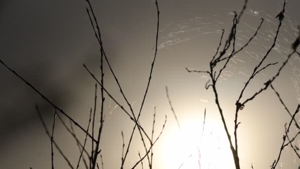 Zomer Landschap Lente Landschap Droge Stokken Bedekt Met Spinnenwebben Avondzon — Stockvideo