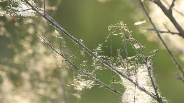 Sommar Landskap Vårlandskap Torra Käppar Täckta Med Spindelnät Kvällssolen Närbild — Stockvideo