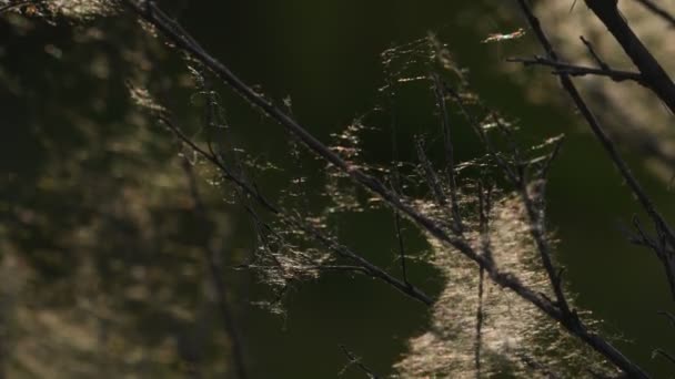 Sommar Landskap Vårlandskap Torra Käppar Täckta Med Spindelnät Kvällssolen Närbild — Stockvideo