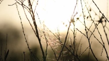Yaz manzarası. Bahar manzarası. Kuru kanolar akşam güneşinde örümcek ağları ile kaplı. Close. Video görüntüsü 4k.