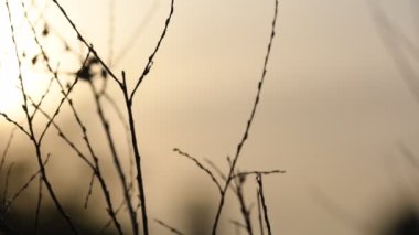 Yaz manzarası. Bahar manzarası. Kuru kanolar akşam güneşinde örümcek ağları ile kaplı. Close. Video görüntüsü 4k.