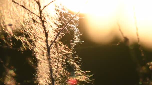 Sommar Landskap Vårlandskap Torra Käppar Täckta Med Spindelnät Kvällssolen Närbild — Stockvideo