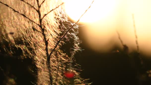 Sommerlandschaft Frühlingslandschaft Trockene Mit Spinnweben Bedeckte Stöcke Der Abendsonne Nahaufnahme — Stockvideo