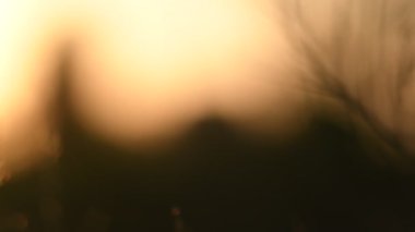 Yaz manzarası. Bahar manzarası. Kuru kanolar akşam güneşinde örümcek ağları ile kaplı. Close. Video görüntüsü 4k.