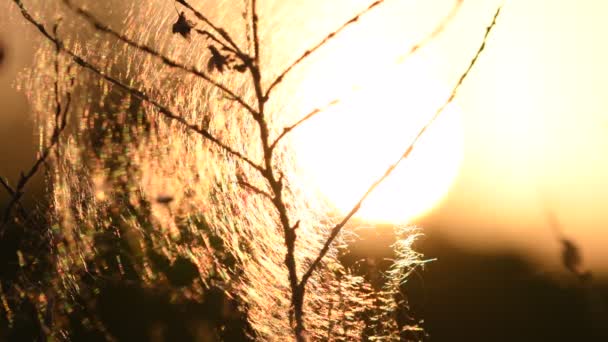 Sommerlandschaft Frühlingslandschaft Trockene Mit Spinnweben Bedeckte Stöcke Der Abendsonne Nahaufnahme — Stockvideo