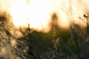 Yaz manzarası. Yaz gün batımı. Akşam güneşinde örümcek ağları ile kaplı kuru kanolar.