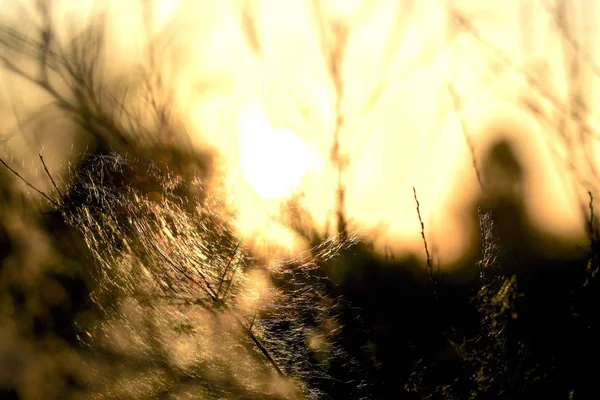 Sommerlandschaft Sommersonnenuntergang Trockene Stöcke Mit Spinnweben Der Abendsonne — Stockfoto
