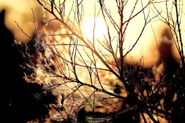 Sommerlandschaft Sommersonnenuntergang Trockene Stöcke Mit Spinnweben Der Abendsonne — Stockfoto