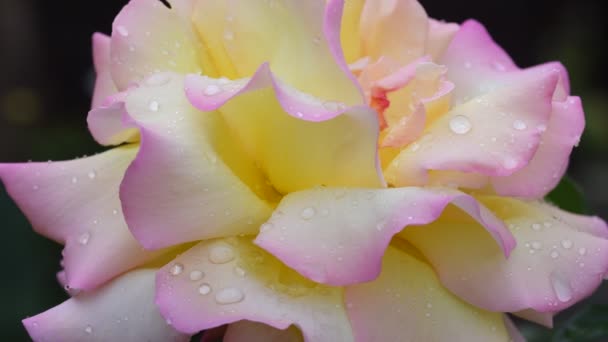 Nejkrásnější Nejdelikátnější Růže Růžovou Květinu Pokrytou Dešťovou Kapek Video Záběr — Stock video