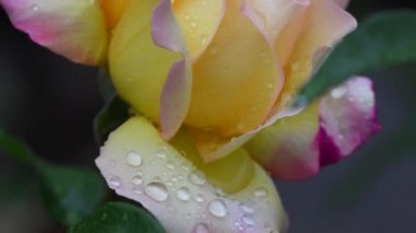 En güzel, en narin Gül. Yağmur damlalarıyla kaplı gül çiçeği. 4k video görüntüleri 